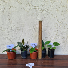Load image into Gallery viewer, #72 BABY ANTHURIUM PACKAGE - 5 x SEEDLINGS