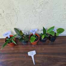 Load image into Gallery viewer, #72 BABY ANTHURIUM PACKAGE - 5 x SEEDLINGS