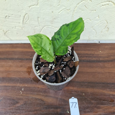 #77 Aglaonema Metallicum x Pictum Tricolor