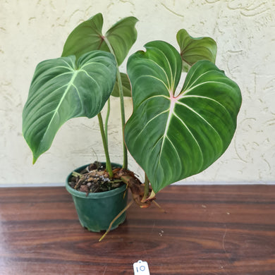 #10 Philodendron Gloriosum