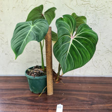 Load image into Gallery viewer, #10 Philodendron Gloriosum