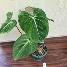 Load image into Gallery viewer, #10 Philodendron Gloriosum