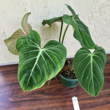 Load image into Gallery viewer, #10 Philodendron Gloriosum