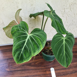 #10 Philodendron Gloriosum