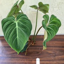 Load image into Gallery viewer, #10 Philodendron Gloriosum