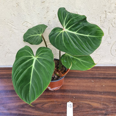 #13 Philodendron Gloriosum