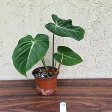Load image into Gallery viewer, #13 Philodendron Gloriosum