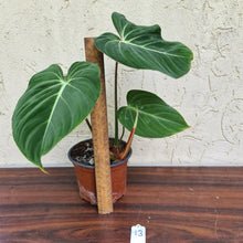 Load image into Gallery viewer, #13 Philodendron Gloriosum