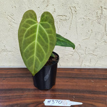 Load image into Gallery viewer, #370 Anthurium Magnificum Hybrid x