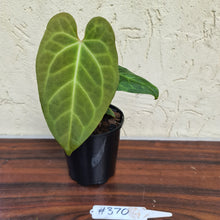 Load image into Gallery viewer, #370 Anthurium Magnificum Hybrid x