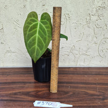 Load image into Gallery viewer, #370 Anthurium Magnificum Hybrid x