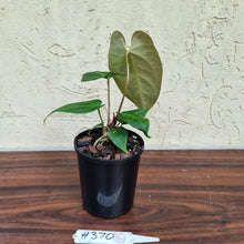 Load image into Gallery viewer, #370 Anthurium Magnificum Hybrid x