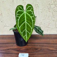 Load image into Gallery viewer, #74  Anthurium Crystallinum x