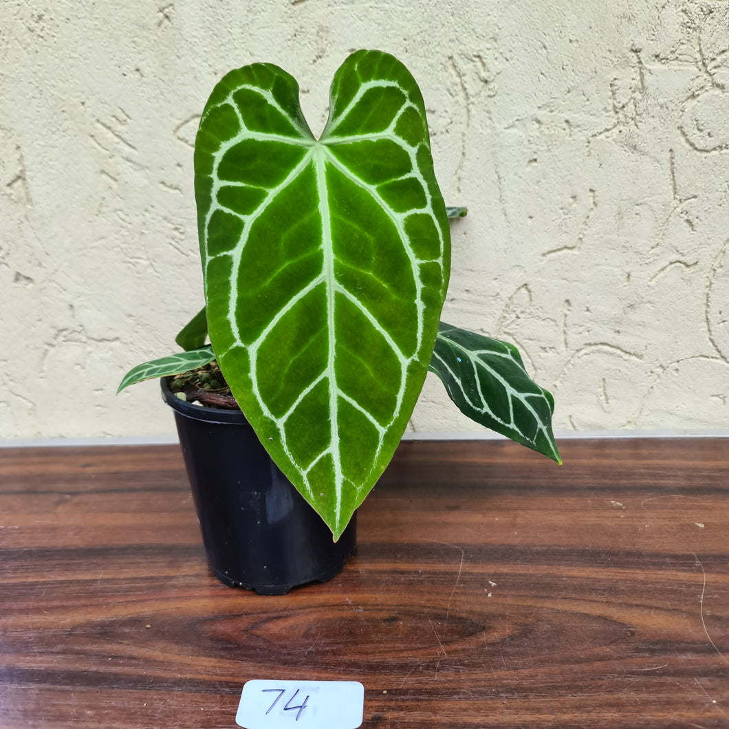 #74  Anthurium Crystallinum x