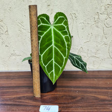 Load image into Gallery viewer, #74  Anthurium Crystallinum x