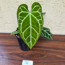 Load image into Gallery viewer, #74  Anthurium Crystallinum x