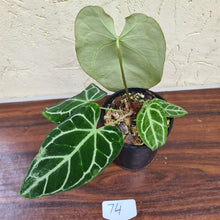 Load image into Gallery viewer, #74  Anthurium Crystallinum x