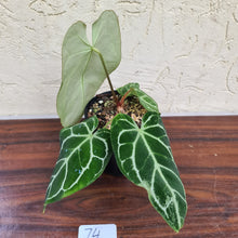 Load image into Gallery viewer, #74  Anthurium Crystallinum x