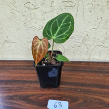 Load image into Gallery viewer, #63 Anthurium Magnificum Hybrid x