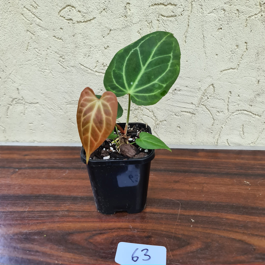#63 Anthurium Magnificum Hybrid x