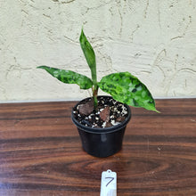 Load image into Gallery viewer, #7 Aglaonema Pictum Tricolor