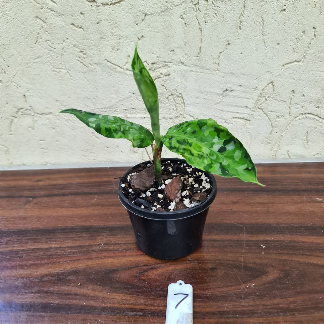 #7 Aglaonema Pictum Tricolor