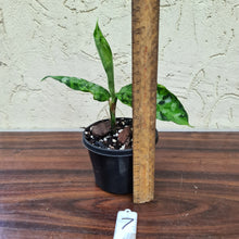Load image into Gallery viewer, #7 Aglaonema Pictum Tricolor