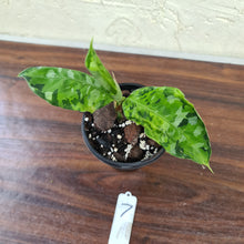 Load image into Gallery viewer, #7 Aglaonema Pictum Tricolor