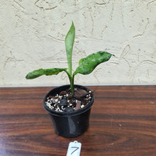 Load image into Gallery viewer, #7 Aglaonema Pictum Tricolor