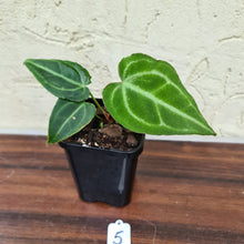 Load image into Gallery viewer, #5 Anthurium Magnificum Hybrid x