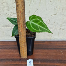 Load image into Gallery viewer, #5 Anthurium Magnificum Hybrid x