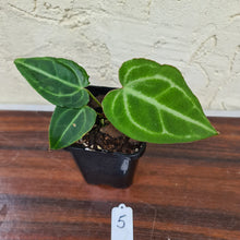 Load image into Gallery viewer, #5 Anthurium Magnificum Hybrid x