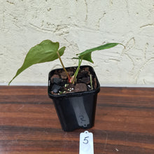 Load image into Gallery viewer, #5 Anthurium Magnificum Hybrid x