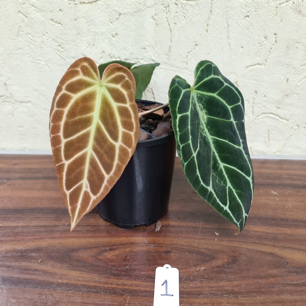 #1 Dark Anthurium Crystallinum x