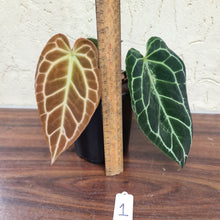 Load image into Gallery viewer, #1 Dark Anthurium Crystallinum x
