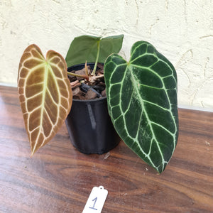 #1 Dark Anthurium Crystallinum x