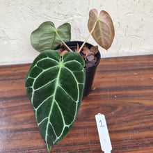 Load image into Gallery viewer, #1 Dark Anthurium Crystallinum x