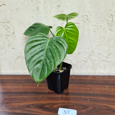 #37 Philodendron Eximium