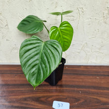 Load image into Gallery viewer, #37 Philodendron Eximium