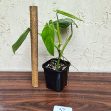 Load image into Gallery viewer, #37 Philodendron Eximium