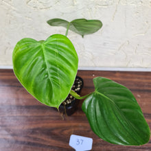Load image into Gallery viewer, #37 Philodendron Eximium