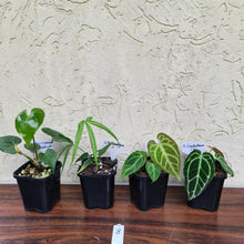 Load image into Gallery viewer, #8 BABY ANTHURIUM PACKAGE - 4 x SEEDLINGS
