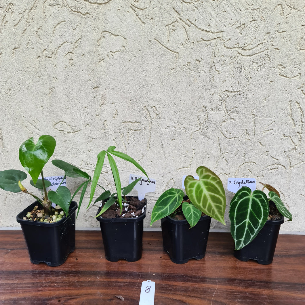 #8 BABY ANTHURIUM PACKAGE - 4 x SEEDLINGS