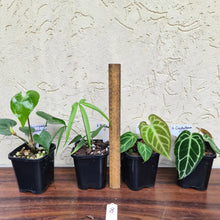Load image into Gallery viewer, #8 BABY ANTHURIUM PACKAGE - 4 x SEEDLINGS