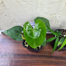 Load image into Gallery viewer, #8 BABY ANTHURIUM PACKAGE - 4 x SEEDLINGS