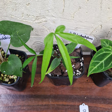 Load image into Gallery viewer, #8 BABY ANTHURIUM PACKAGE - 4 x SEEDLINGS