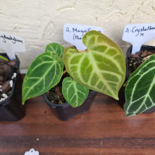Load image into Gallery viewer, #8 BABY ANTHURIUM PACKAGE - 4 x SEEDLINGS