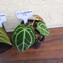 Load image into Gallery viewer, #8 BABY ANTHURIUM PACKAGE - 4 x SEEDLINGS