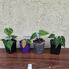 Load image into Gallery viewer, #6 BABY ANTHURIUM PACKAGE - 4 x SEEDLINGS
