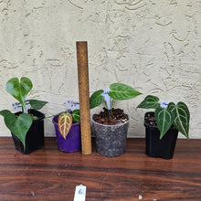 Load image into Gallery viewer, #6 BABY ANTHURIUM PACKAGE - 4 x SEEDLINGS
